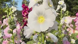 Relaxing Video | Flower Close Up | iPhone 16 Pro | Cinematic Video | Nature Video | Slow Mo