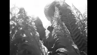LOST IN THE FERNS - Experimental Short