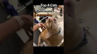 Top 4 Cats #shorts #cats