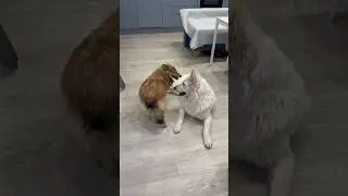 #dogs #dogsofyoutube #dog #pets #play #fighting #confrontation #собаки #песики #пёсики #собака #пес