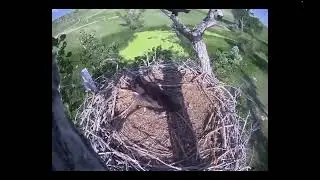 FSV53 falls attempting to land back in the nest