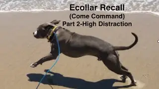 Teaching Ecollar Recall with Pitbull HIGH distractions Part 2-additional footage