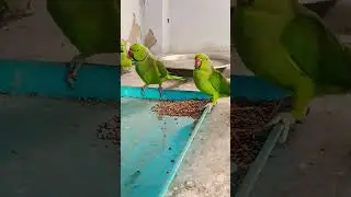 tote ki video khana khate mithu parrot 🦜🦜🦜🦜
