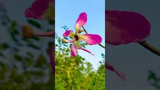 Did you know flower name💐 #nature #flowers #love #beautifulflowers #garden #shortsfeed #ytshorts