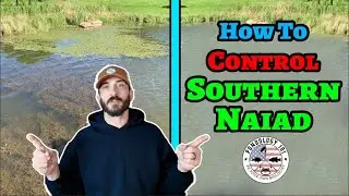 Take Control of Your Pond in 2026: How To Control Southern Naiad