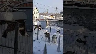 Как ругается маламут. Шаман с детства боится большой техники, каждый раз бурчит и жалуется.