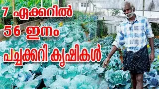 7 ഏക്കർ പച്ചക്കറി കൃഷി തോട്ടത്തിൽ 56 ഇനം വിളകളുടെ അത്ഭുതം | Farming malayalam 