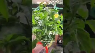 Hardening off the seedlings