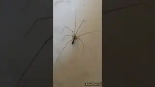 OMG Scary creepy creature😱😨 #shorts #viralshort #ytshorts #worldwide #shinewithshort #insects