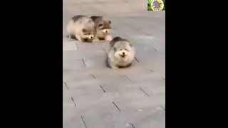 Cute Puppies Alaskan Malamute Falling while Walking \ Running 💓💕😍💞 | Funny Puppy | Wild Hippopotamus
