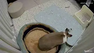 伸個懶腰動一下 有移動但不多(地上是零食 #KYT兔宅日記