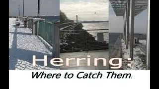 Herring Fishing: Where to Catch in NYC ep.78
