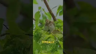 Secret things about of sparrows🤯🐦 #short #viral #sparrow