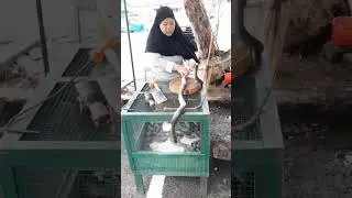 what is this.. 🙄| Snake cutting | Chinese food #animal