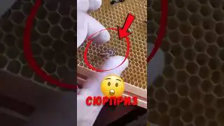 🐝 Пчёлы вернули к жизни свою королеву! #природа #животные