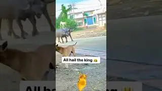 An Unexpected Animal Moment Caught on Camera 😳🐾