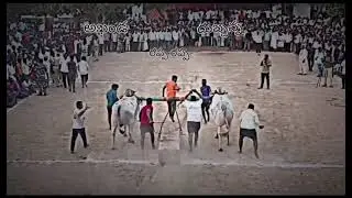 MCOR bulls akanda and dubbana gitta pr memorial valla name pandam ke vocharu