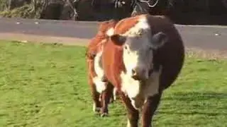 Aliens abducting Cows
