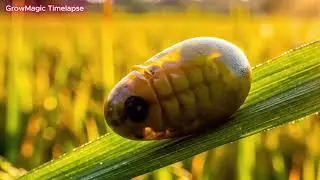 The Most Beautiful 100-Hour Transformation in Nature — Caterpillar to Butterfly!