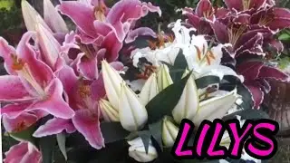 Hermosas Flores LILY ORIENTAL Y LILI TIGRE ANARANJADA 2020