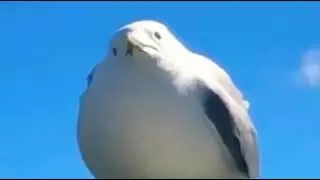 Screaming Seagull (Original)