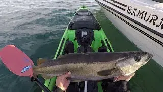 Early Morning kayak fishing for Pollock and Cod