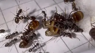 Alles was man über Proformica nasuta wissen muss! | Ameiseninfo 22