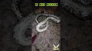 Rescued a Indian Rock-Python by ARS Akshata Singh... Goa.