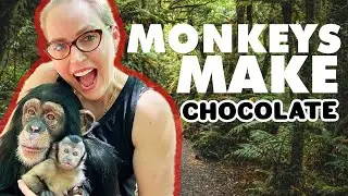 MONKEYS MAKE CHOCOLATE