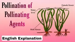 pollinating agent's for pollination in Biology #biology #pollinators