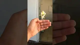 Free Flight training with Sushi!!! 💖#parrot #cockatiel #birds #freeflight