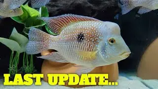 Geophagus Brasiliensis - LAST UPDATE....