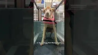 Hydrotherapy for rescue dogs
