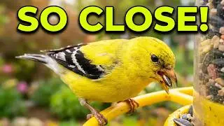 A Single Yellow Finch at My Bird Feeder Today