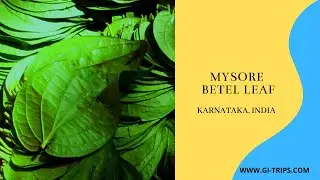 Mysore Betel Leaf | GI-TAG | Medicinal Benefits of Pan, पान | ತಾಂಬೂಲ ವೀಳ್ಯದೆಲೆ