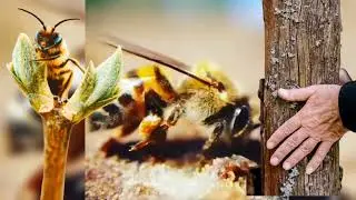 C'est quoi la propolis et comment la propolis fabriqu&eacute;e