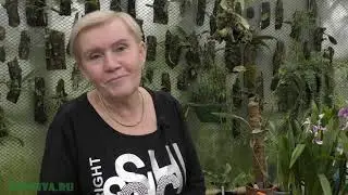 Хуперзия (Huperzia) (Плаун) необычное растение.