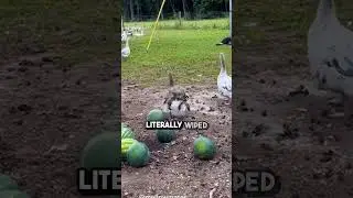 Какое животное самое преданное? 😱 (Удивительная реакция!)