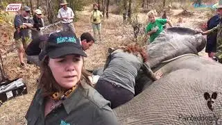 Virtual Elephant Collaring