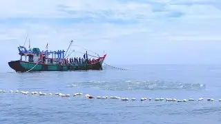 Pukat cincin, Nelayan Indonesia Dapat Banyak Ikan, luar biasa hasil tangkapan nelayan Indonesia