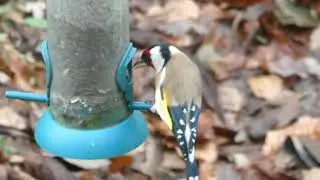 Stieglitz Distelfink Fink Finken Vogel V&ouml;gel Singvogel bird carduelis bird birds #stieglitz #fink