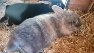 Reach for the Stars - bunny edition