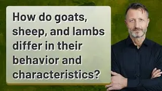 How do goats, sheep, and lambs differ in their behavior and characteristics?