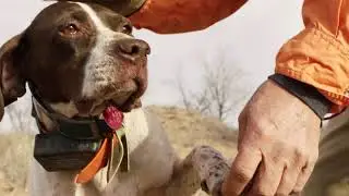 Quail Hunting - Alpha Dog Nutrition