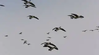 SlowMo Geese