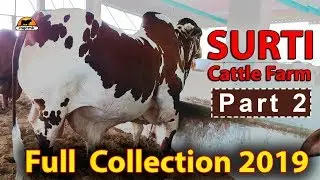 Surti Cattle Farm 2019 Complete Collection Part - 02, Surti Cattle Farm 2019 - Cow Mandi 021 - sgcmk