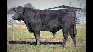 Alloura Angus July 2022 Bull Sale   Lot 15   Alloura Rawhide DGJR81