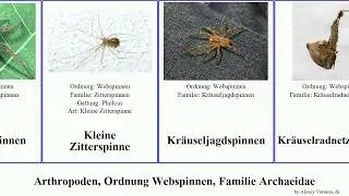 Arthropoden, Ordnung Webspinnen, Familie Archaeidae gertschi japonica sama arthropoda aquatica