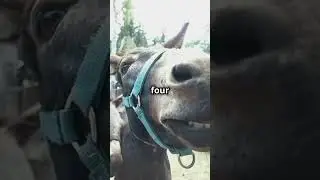 Boobs on a donkey: The True Story