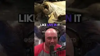 Eating Bears With A Whale Inside It | JRE